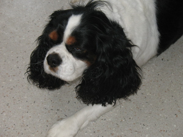 mon chien